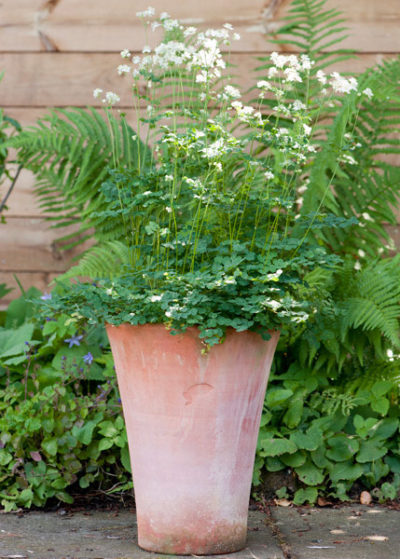 Empoli Terracotta Lily Pot large Empoli Terracotta Lily Pot large